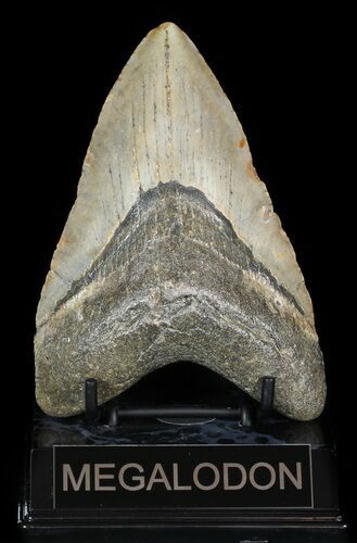Bargain Megalodon Tooth - North Carolina #45543